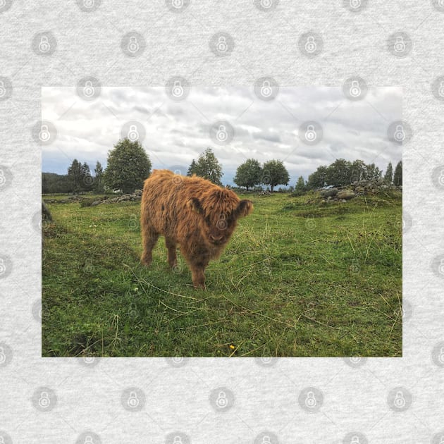 Scottish Highland Cattle Calf 1814 by SaarelaHighland